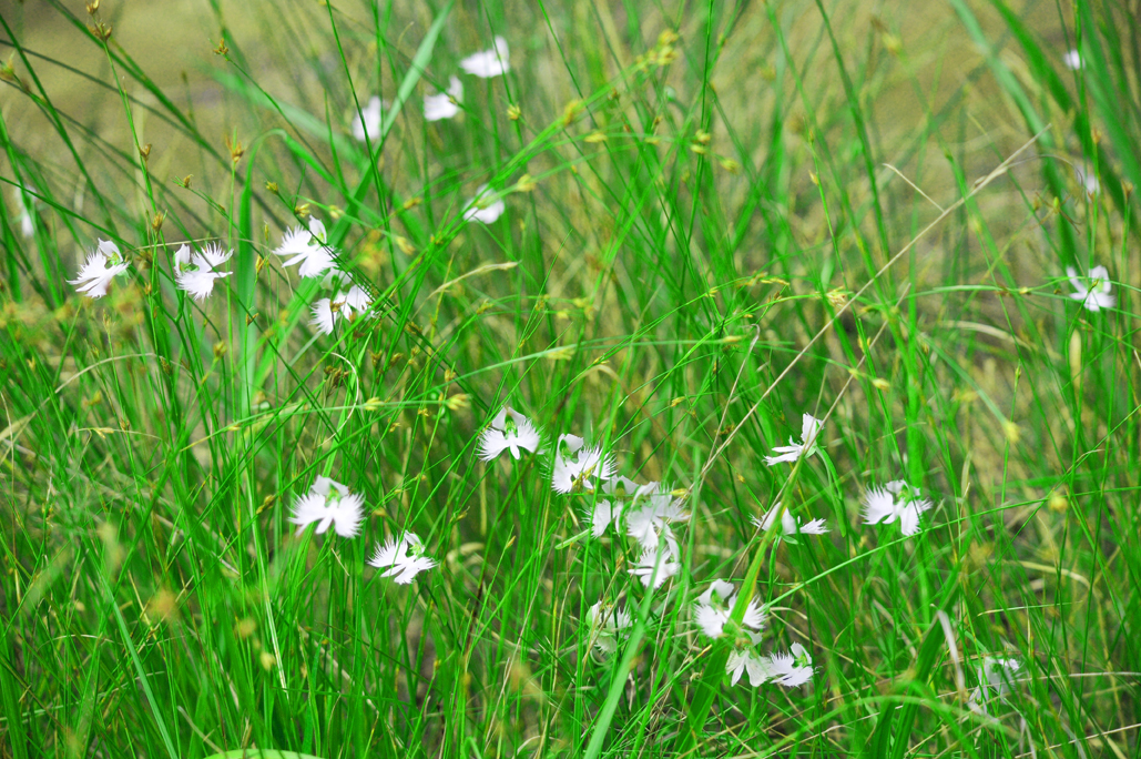 サギソウ見学会
