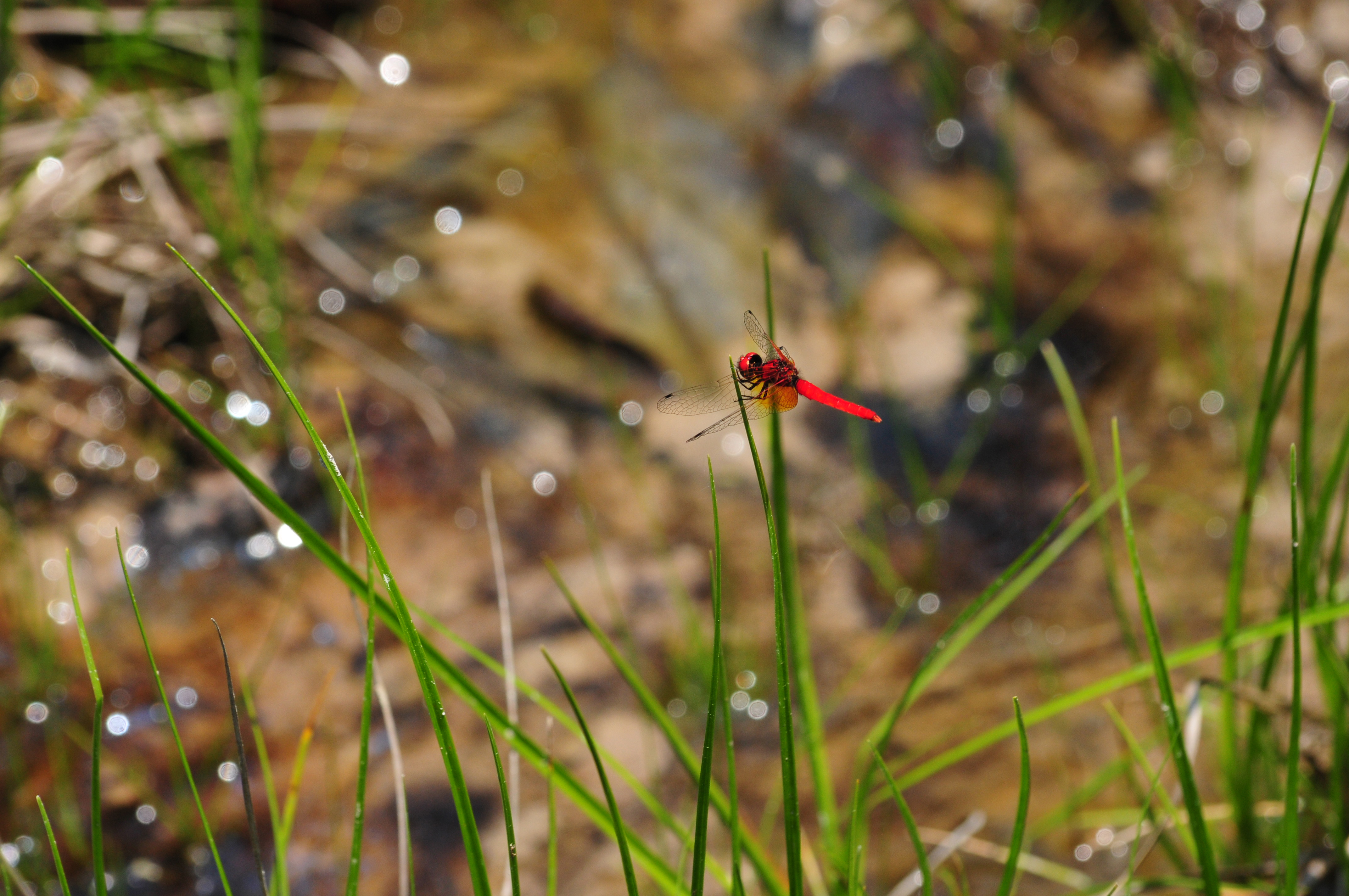 ハッチョウトンボ