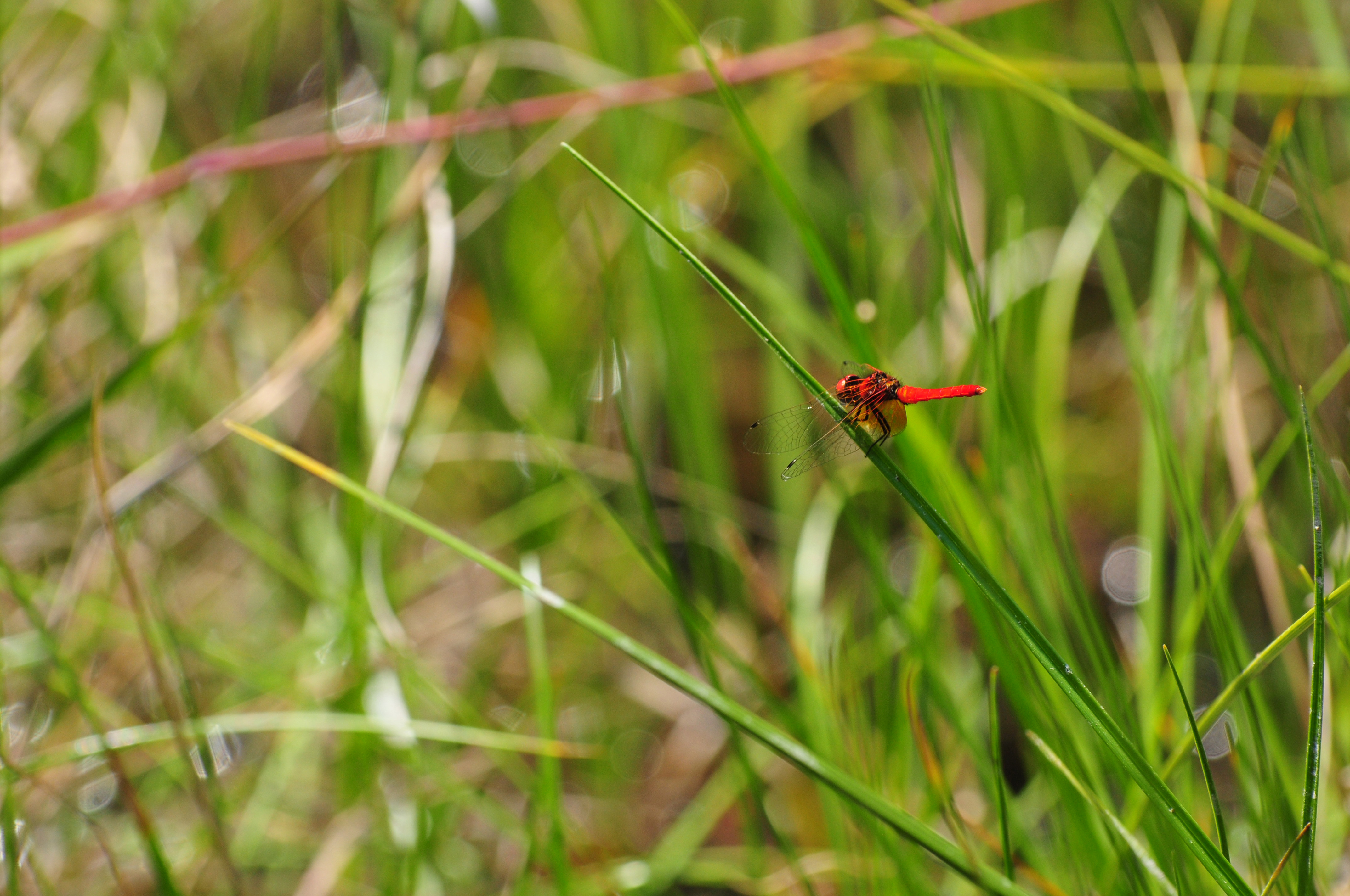 ハッチョウトンボ