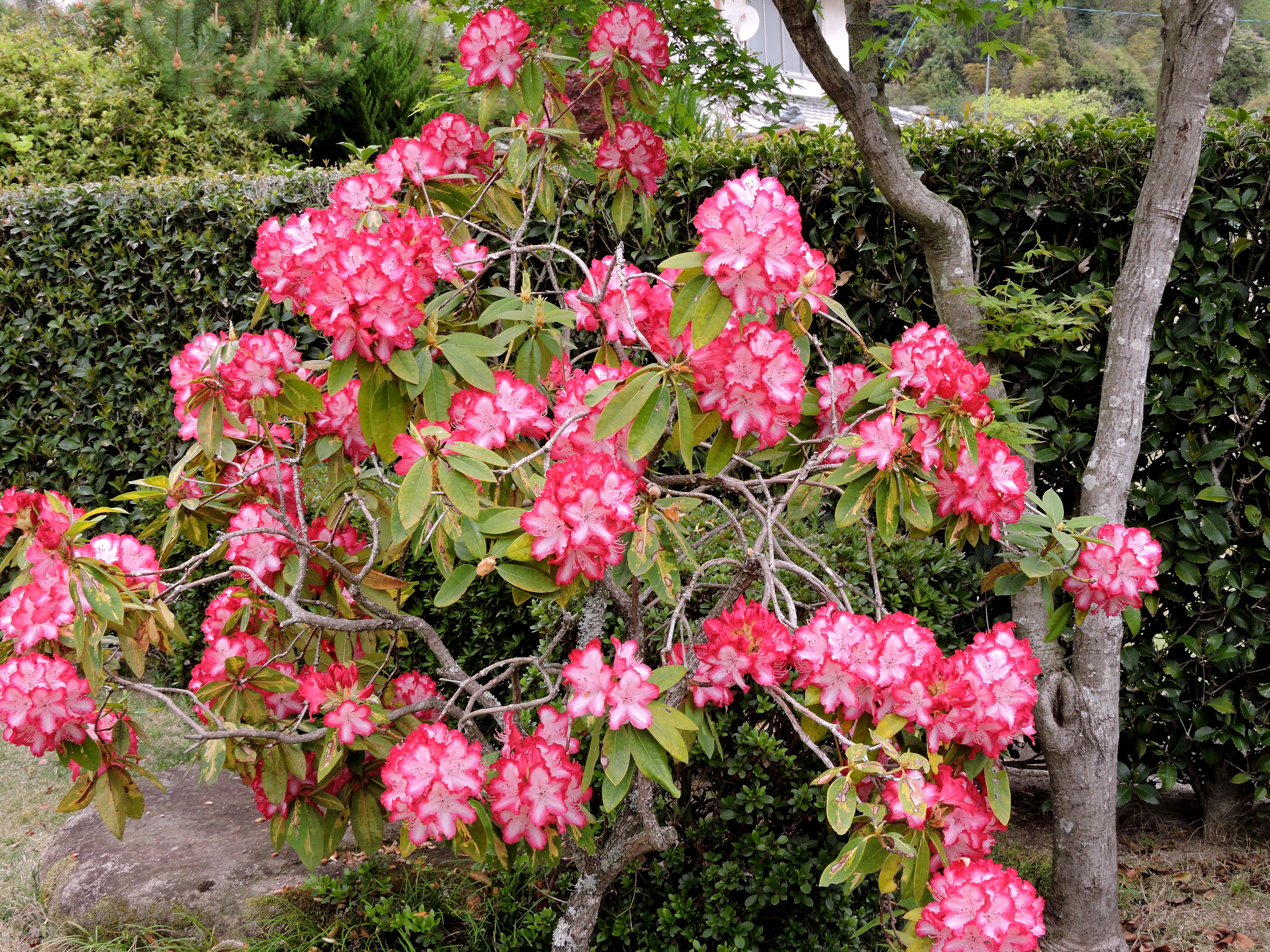 シャクナゲ満開