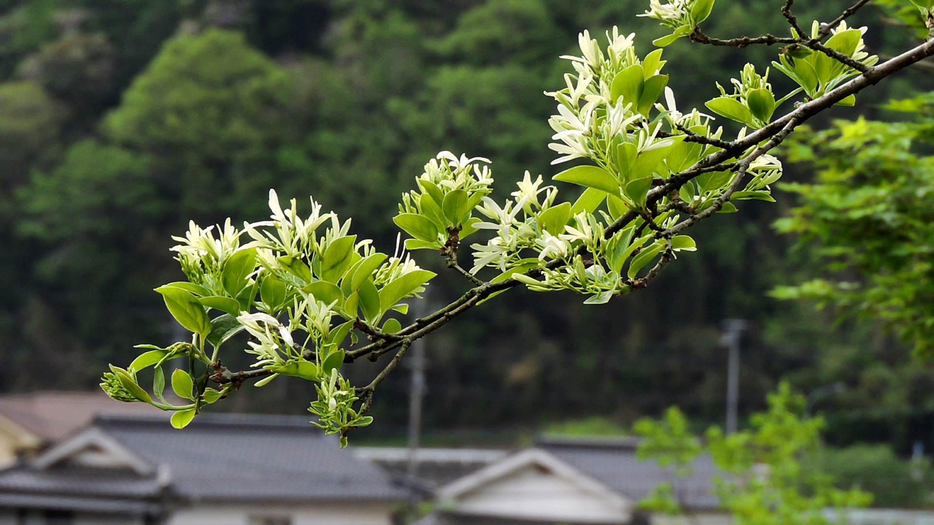 ナンジャナンジャ