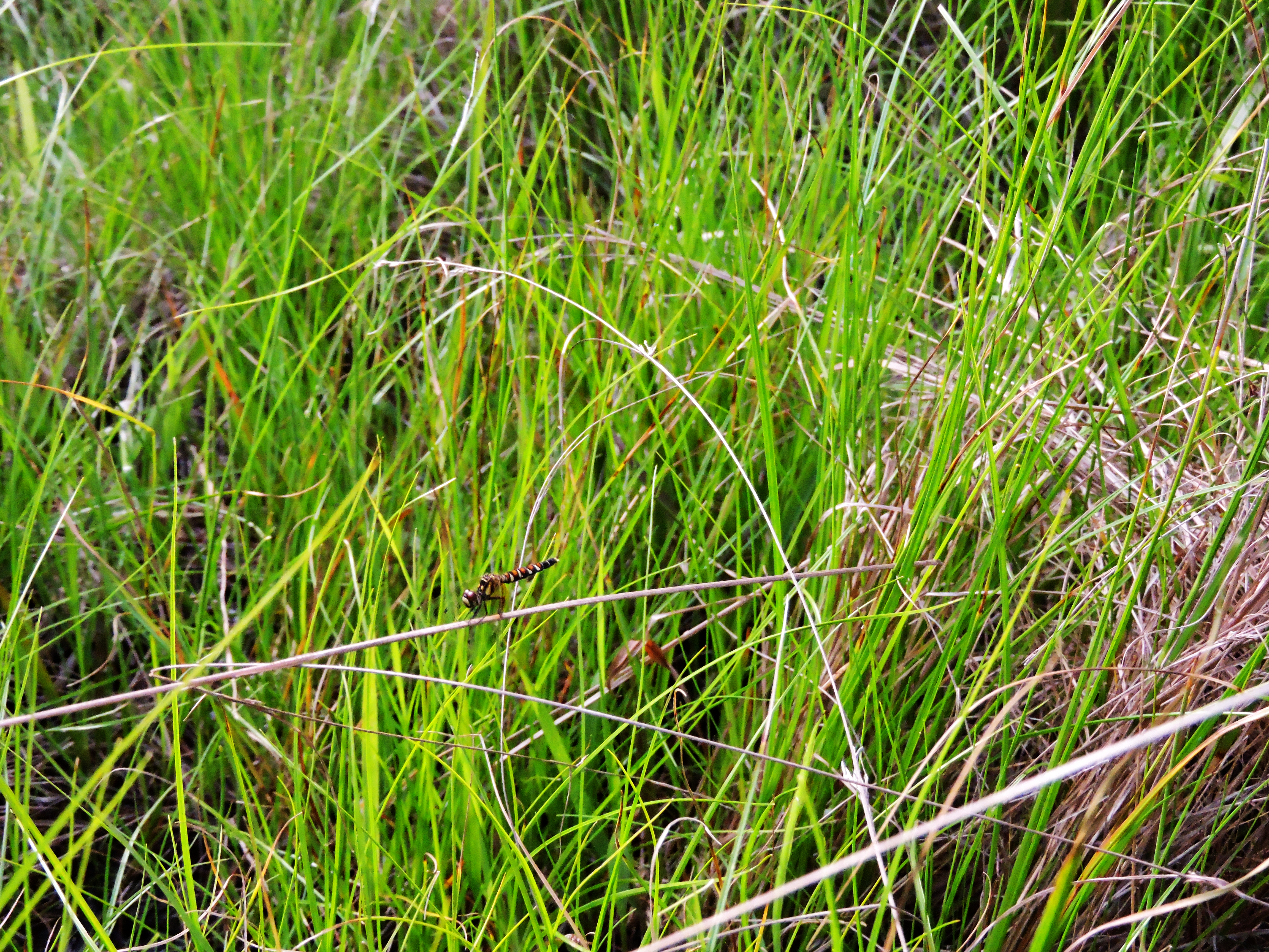ハッチョウトンボ雌